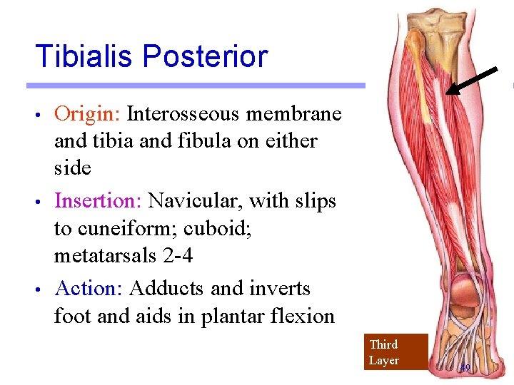 Tibialis Posterior • • • Origin: Interosseous membrane and tibia and fibula on either Tibialis Posterior • • • Origin: Interosseous membrane and tibia and fibula on either