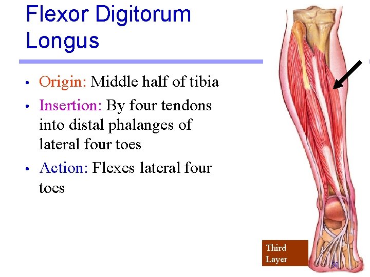 Flexor Digitorum Longus • • • Origin: Middle half of tibia Insertion: By four Flexor Digitorum Longus • • • Origin: Middle half of tibia Insertion: By four