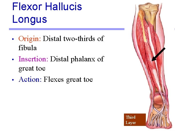 Flexor Hallucis Longus • • • Origin: Distal two-thirds of fibula Insertion: Distal phalanx Flexor Hallucis Longus • • • Origin: Distal two-thirds of fibula Insertion: Distal phalanx