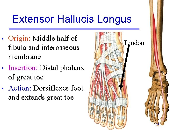 Extensor Hallucis Longus • • • Origin: Middle half of fibula and interosseous membrane Extensor Hallucis Longus • • • Origin: Middle half of fibula and interosseous membrane
