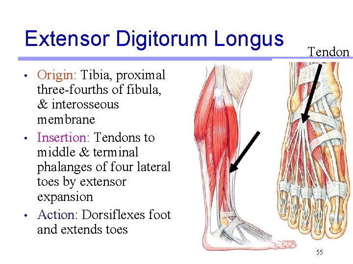 Extensor Digitorum Longus • • • Tendon Origin: Tibia, proximal three-fourths of fibula, & Extensor Digitorum Longus • • • Tendon Origin: Tibia, proximal three-fourths of fibula, &