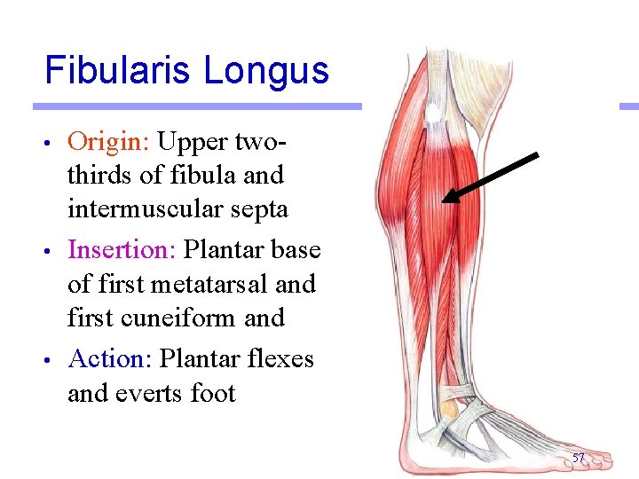 Fibularis Longus • • • Origin: Upper twothirds of fibula and intermuscular septa Insertion: Fibularis Longus • • • Origin: Upper twothirds of fibula and intermuscular septa Insertion: