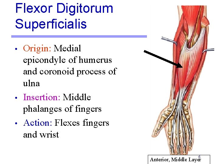 Flexor Digitorum Superficialis • • • Origin: Medial epicondyle of humerus and coronoid process Flexor Digitorum Superficialis • • • Origin: Medial epicondyle of humerus and coronoid process