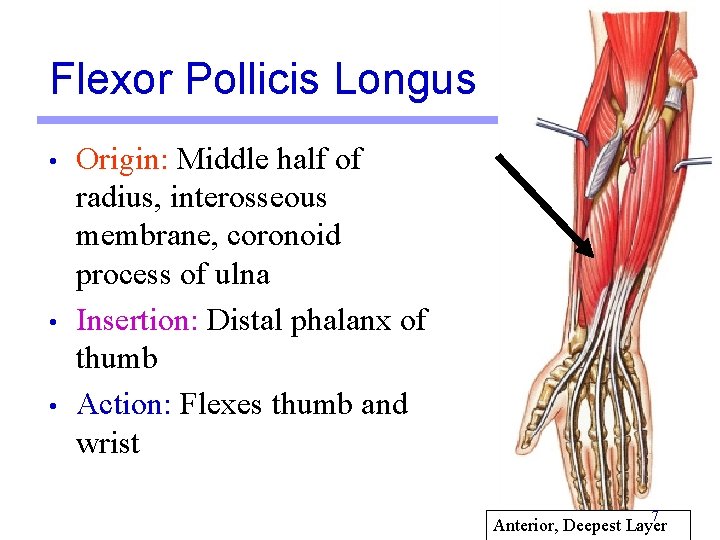 Flexor Pollicis Longus • • • Origin: Middle half of radius, interosseous membrane, coronoid Flexor Pollicis Longus • • • Origin: Middle half of radius, interosseous membrane, coronoid