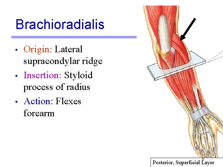 Brachioradialis • • • Origin: Lateral supracondylar ridge Insertion: Styloid process of radius Action: Brachioradialis • • • Origin: Lateral supracondylar ridge Insertion: Styloid process of radius Action:
