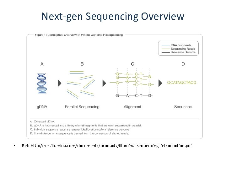 Next-gen Sequencing Overview • Ref: http: //res. illumina. com/documents/products/illumina_sequencing_introduction. pdf 