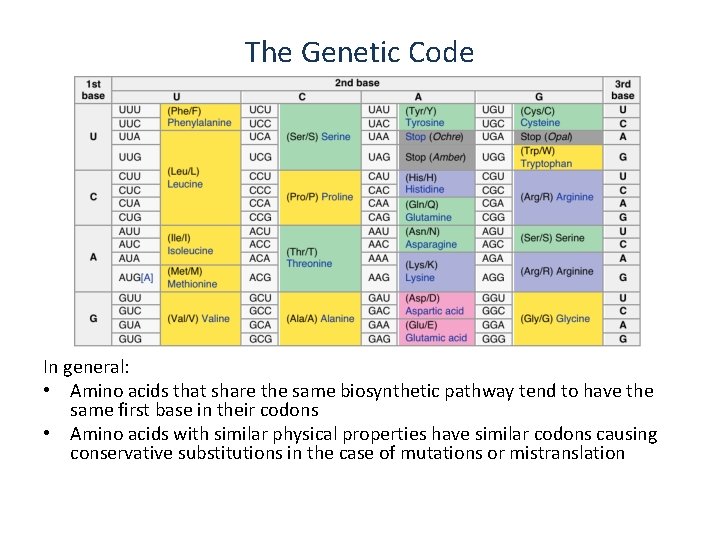 The Genetic Code In general: • Amino acids that share the same biosynthetic pathway