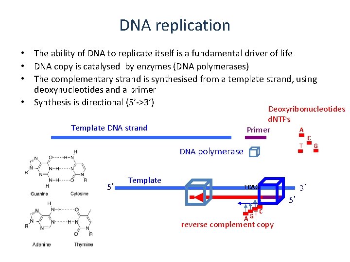 DNA replication • The ability of DNA to replicate itself is a fundamental driver