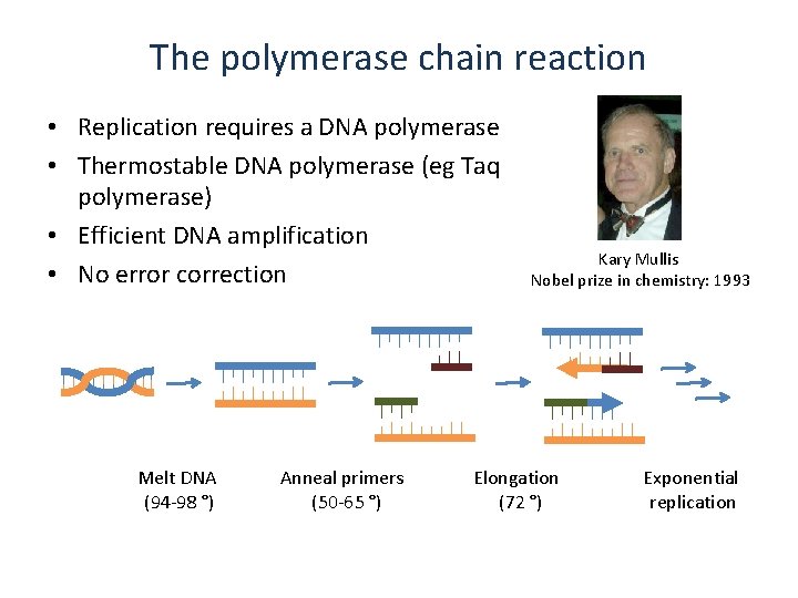 The polymerase chain reaction • Replication requires a DNA polymerase • Thermostable DNA polymerase