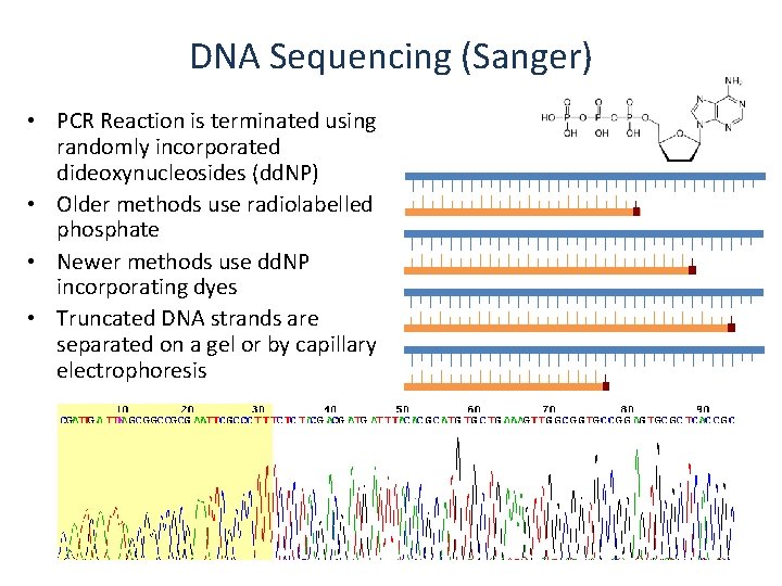 DNA Sequencing (Sanger) • PCR Reaction is terminated using randomly incorporated dideoxynucleosides (dd. NP)