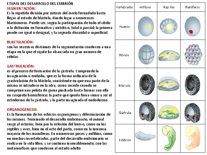 ETAPAS DEL DESARROLLO DEL EMBRIÓN SEGMENTACIÓN: Es la repetida división por mitosis del óvulo