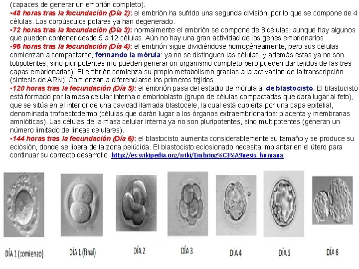 (capaces de generar un embrión completo). • 48 horas tras la fecundación (Día 2):