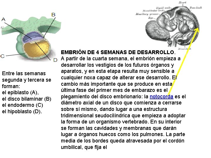 Entre las semanas segunda y tercera se forman: el epiblasto (A), el disco bilaminar