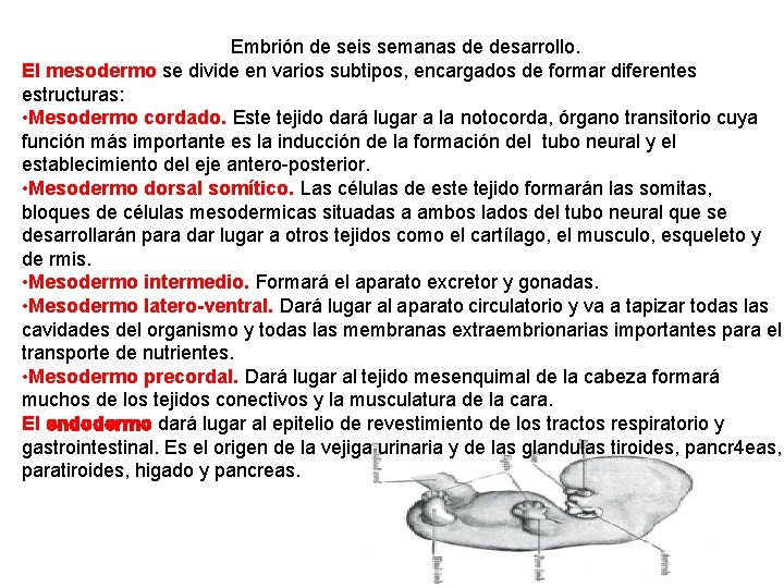 Embrión de seis semanas de desarrollo. El mesodermo se divide en varios subtipos, encargados