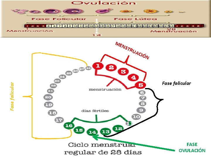 ME NST Fase folicular RU ACI ÓN Fase folicular FASE OVULACIÓN 