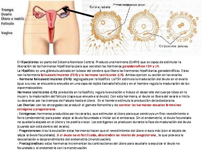 El Hipotálamo: es parte del Sistema Nervioso Central. Produce una hormona (Gn. RH) que