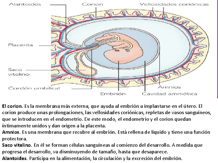 El corion. Es la membrana más externa, que ayuda al embrión a implantarse en