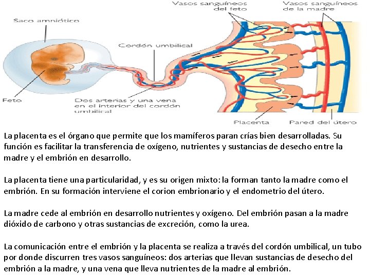 La placenta es el órgano que permite que los mamíferos paran crías bien desarrolladas.
