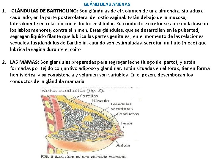 GLÁNDULAS ANEXAS 1. GLÁNDULAS DE BARTHOLINO: Son glándulas de el volumen de una almendra,