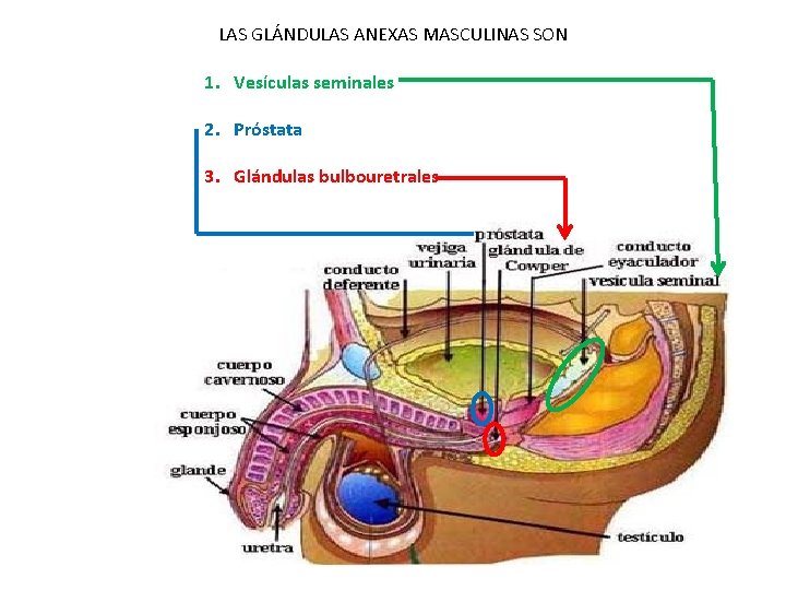 LAS GLÁNDULAS ANEXAS MASCULINAS SON 1. Vesículas seminales 2. Próstata 3. Glándulas bulbouretrales 
