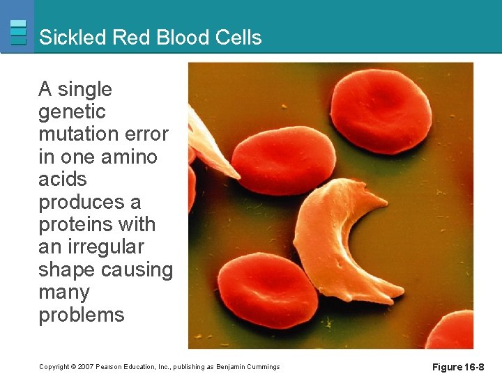 Sickled Red Blood Cells A single genetic mutation error in one amino acids produces