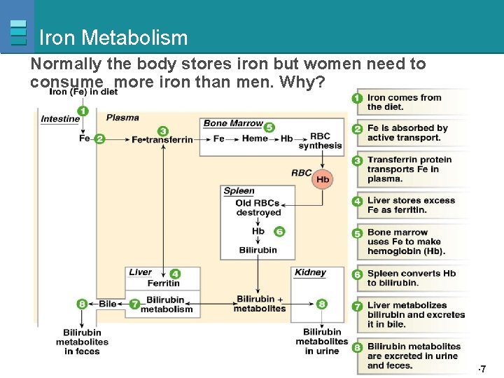 Iron Metabolism Normally the body stores iron but women need to consume more iron