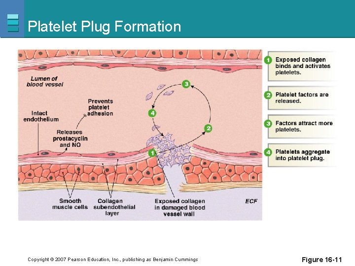 Platelet Plug Formation Copyright © 2007 Pearson Education, Inc. , publishing as Benjamin Cummings