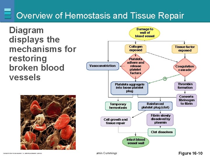 Overview of Hemostasis and Tissue Repair Diagram displays the mechanisms for restoring broken blood