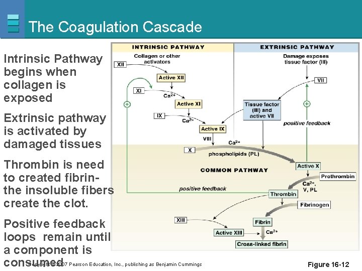 The Coagulation Cascade Intrinsic Pathway begins when collagen is exposed Extrinsic pathway is activated