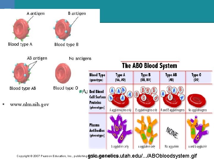 § www. nlm. nih. gov gslc. genetics. utah. edu/. . . /ABObloodsystem. gif Copyright