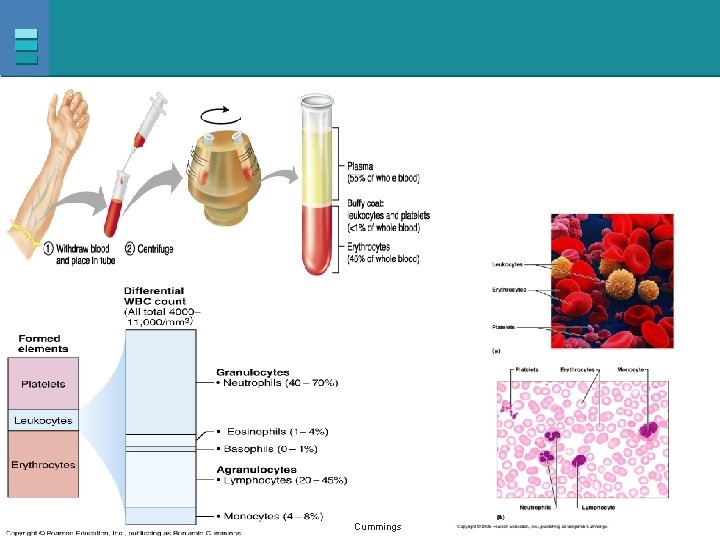 Copyright © 2007 Pearson Education, Inc. , publishing as Benjamin Cummings 