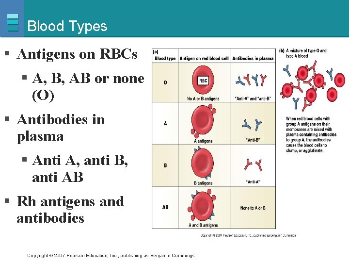 Blood Types § Antigens on RBCs § A, B, AB or none (O) §