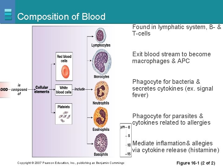 Composition of Blood Found in lymphatic system, B- & T-cells Exit blood stream to