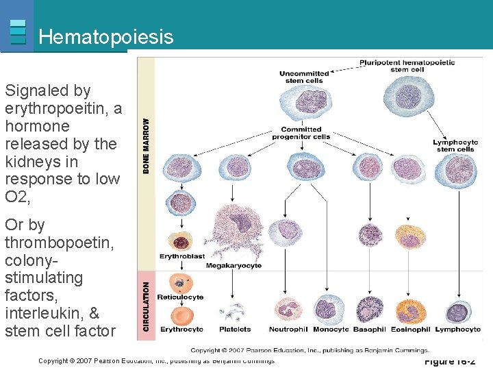 Hematopoiesis Signaled by erythropoeitin, a hormone released by the kidneys in response to low
