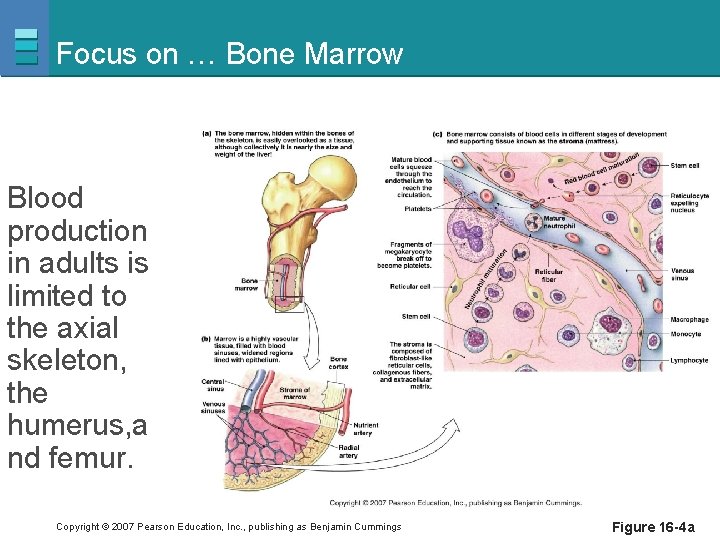 Focus on … Bone Marrow Blood production in adults is limited to the axial