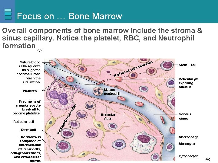 Focus on … Bone Marrow Overall components of bone marrow include the stroma &