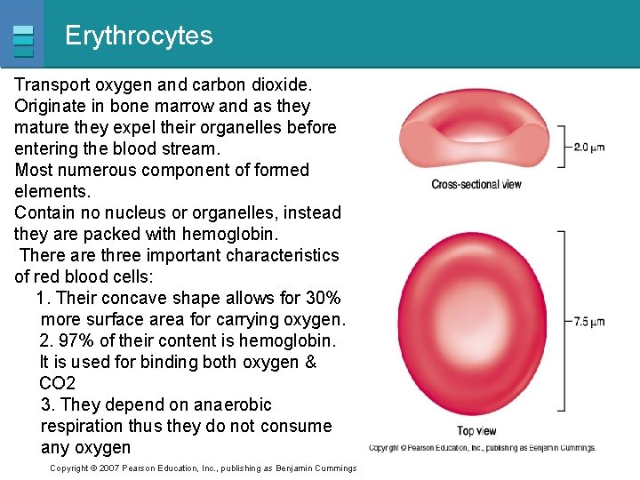 Erythrocytes Transport oxygen and carbon dioxide. Originate in bone marrow and as they mature