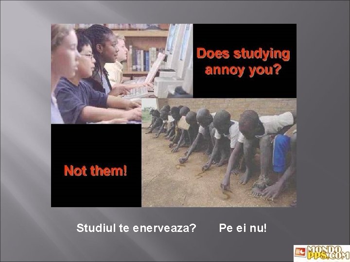 Studiul te enerveaza? Pe ei nu! 