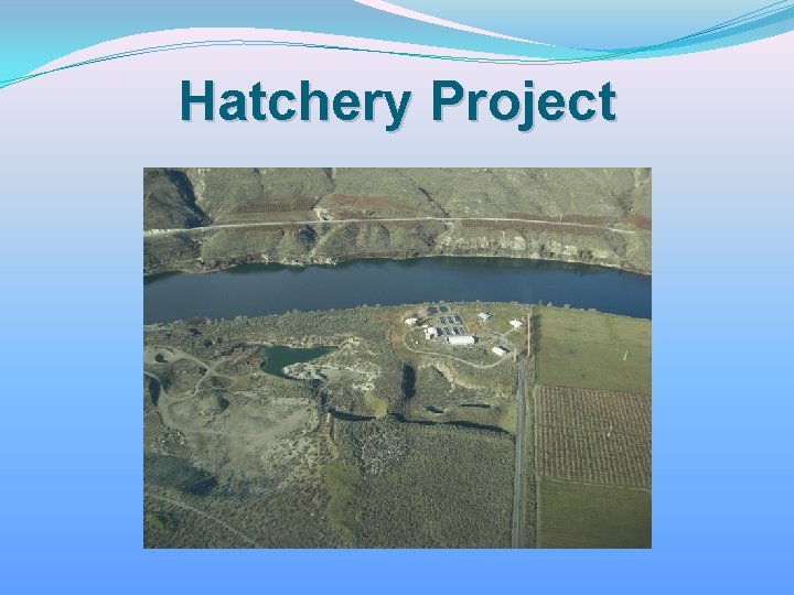 Hatchery Project 