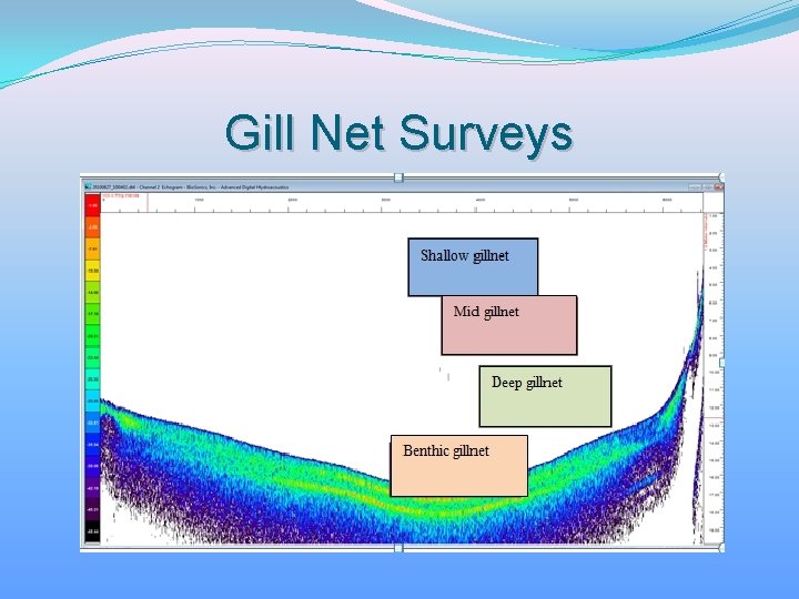 Gill Net Surveys 