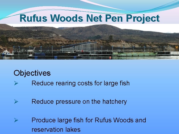 Rufus Woods Net Pen Project Objectives Ø Reduce rearing costs for large fish Ø