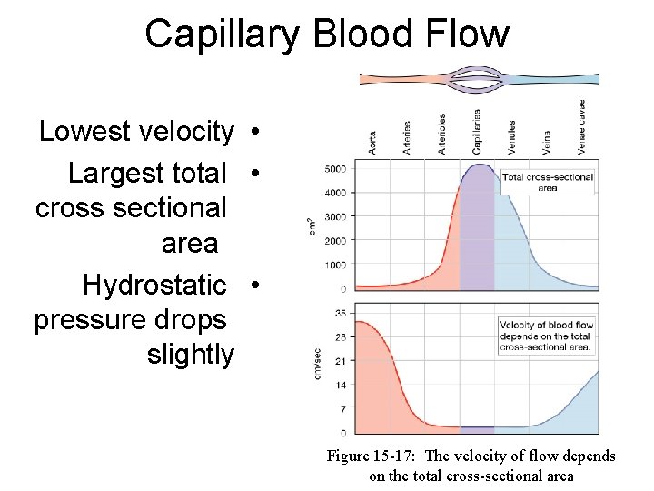 Capillary Blood Flow Lowest velocity • Largest total • cross sectional area Hydrostatic • Capillary Blood Flow Lowest velocity • Largest total • cross sectional area Hydrostatic •