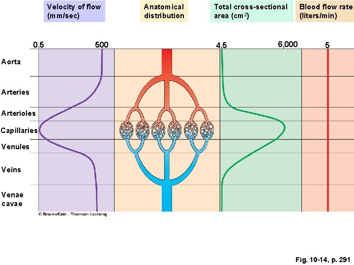 Velocity of flow (mm/sec) 0. 5 500 Anatomical distribution Total cross-sectional area (cm 2) Velocity of flow (mm/sec) 0. 5 500 Anatomical distribution Total cross-sectional area (cm 2)