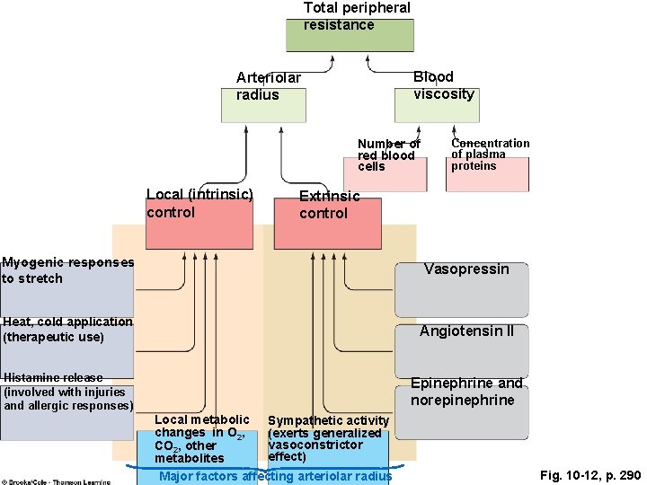 Total peripheral resistance Blood viscosity Arteriolar radius Number of red blood cells Local (intrinsic) Total peripheral resistance Blood viscosity Arteriolar radius Number of red blood cells Local (intrinsic)