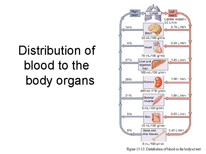 Distribution of blood to the body organs Figure 15 -13: Distribution of blood in Distribution of blood to the body organs Figure 15 -13: Distribution of blood in