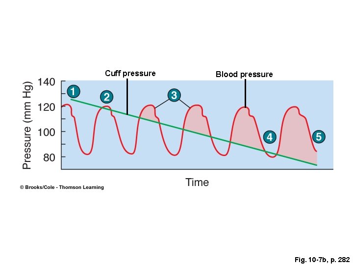 Cuff pressure Blood pressure Fig. 10 -7 b, p. 282 Cuff pressure Blood pressure Fig. 10 -7 b, p. 282