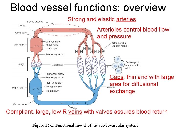 Blood vessel functions: overview Strong and elastic arteries Arterioles control blood flow and pressure Blood vessel functions: overview Strong and elastic arteries Arterioles control blood flow and pressure