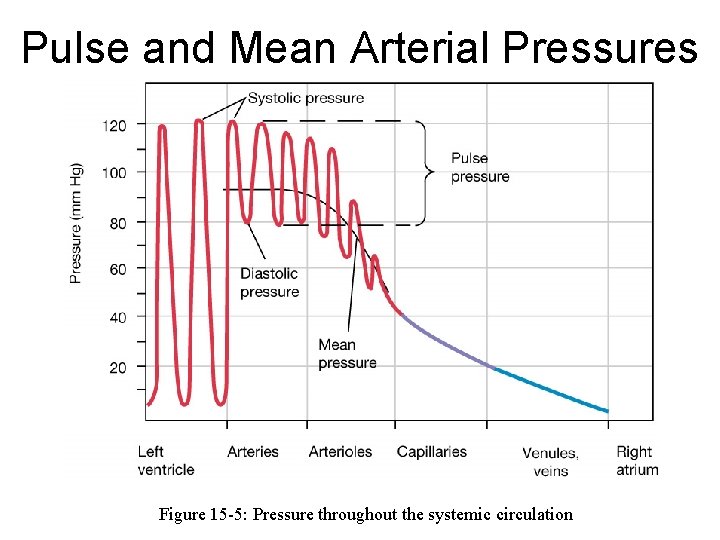 Pulse and Mean Arterial Pressures Figure 15 -5: Pressure throughout the systemic circulation Pulse and Mean Arterial Pressures Figure 15 -5: Pressure throughout the systemic circulation