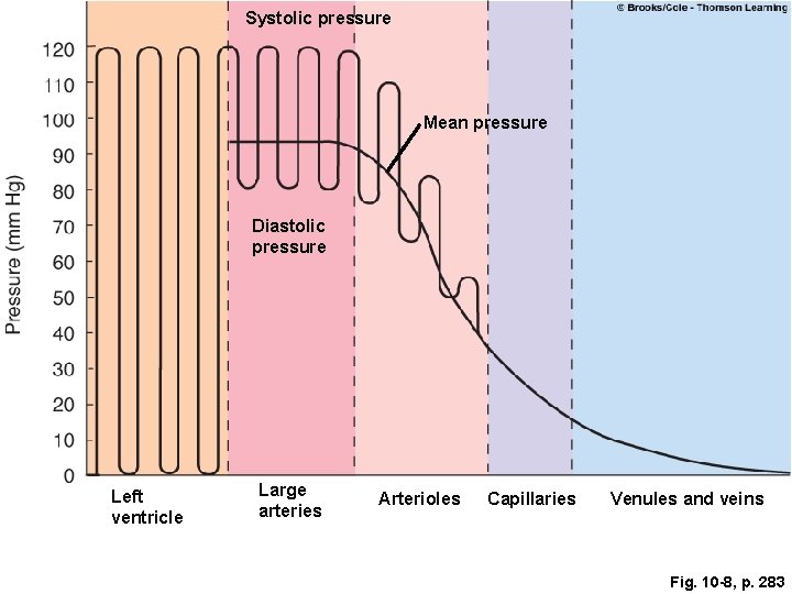 Systolic pressure Mean pressure Diastolic pressure Left ventricle Large arteries Arterioles Capillaries Venules and Systolic pressure Mean pressure Diastolic pressure Left ventricle Large arteries Arterioles Capillaries Venules and