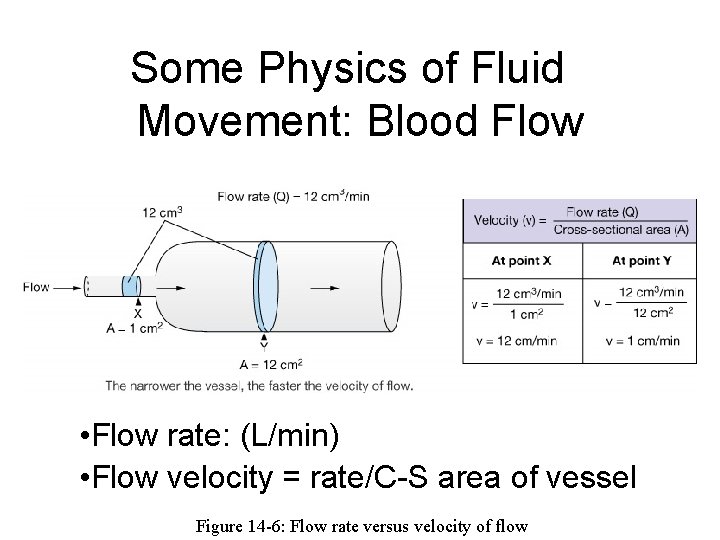 Some Physics of Fluid Movement: Blood Flow • Flow rate: (L/min) • Flow velocity Some Physics of Fluid Movement: Blood Flow • Flow rate: (L/min) • Flow velocity